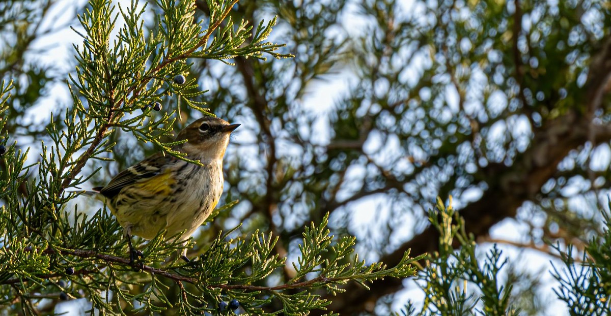 Yellow-rumped Warbler - ML645384514