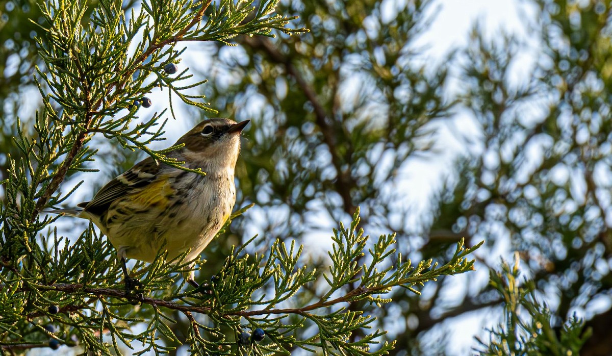 Yellow-rumped Warbler - ML645384515