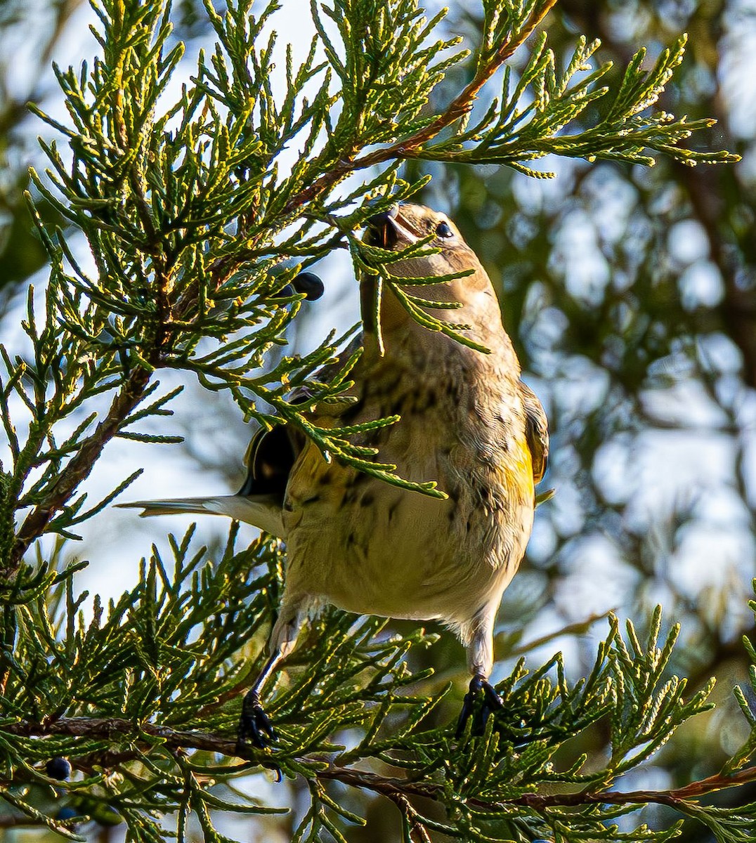 Yellow-rumped Warbler - ML645384516