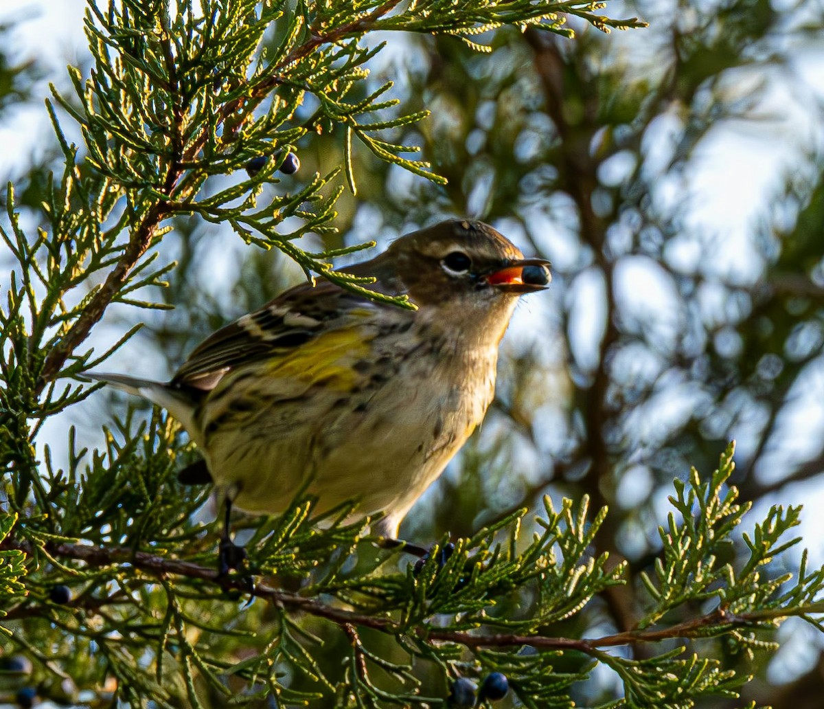 Yellow-rumped Warbler - ML645384517