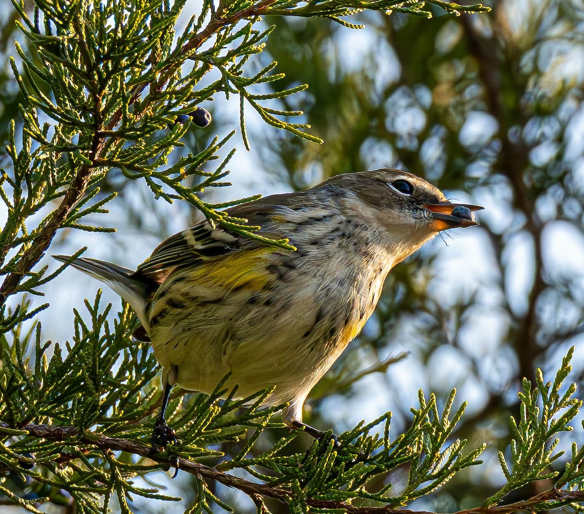Yellow-rumped Warbler - ML645384518