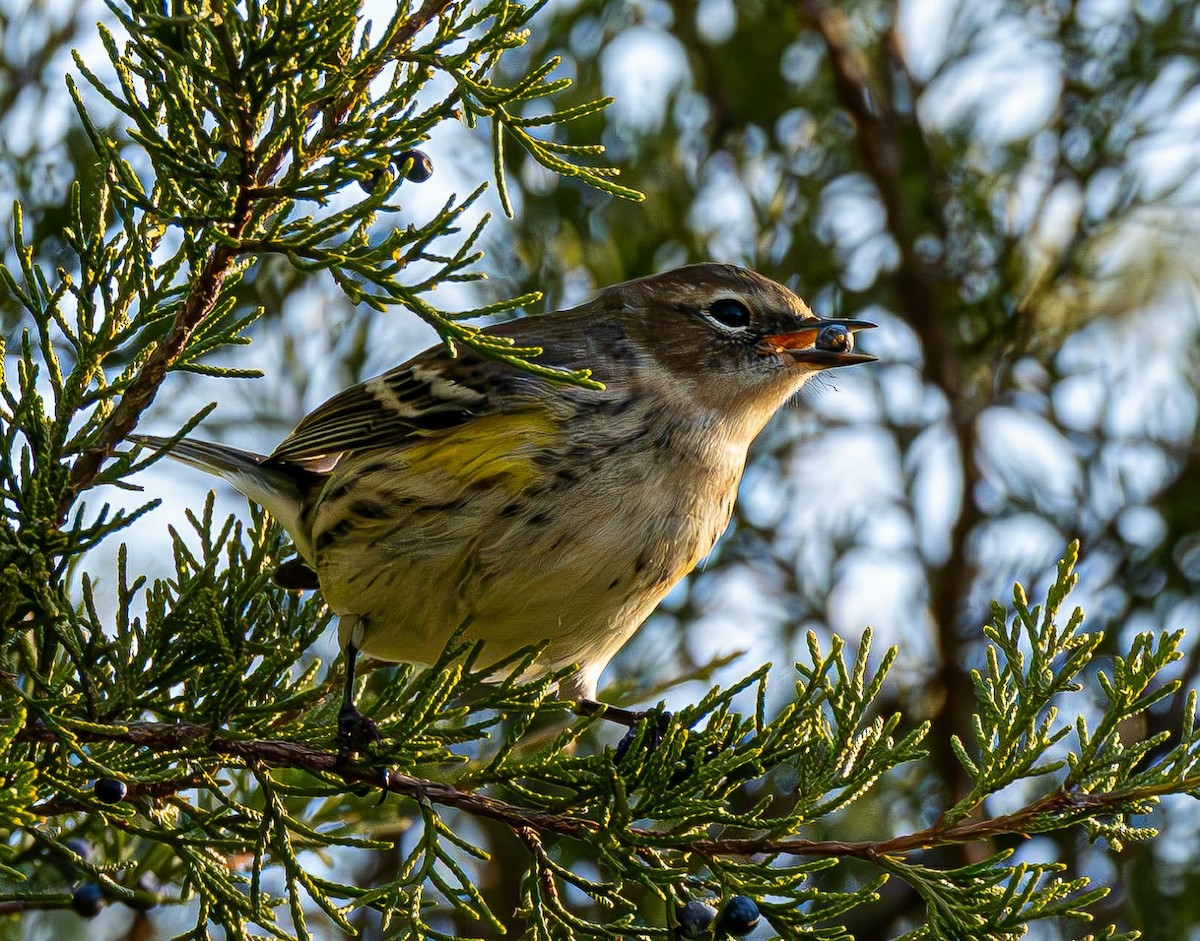 Yellow-rumped Warbler - ML645384519