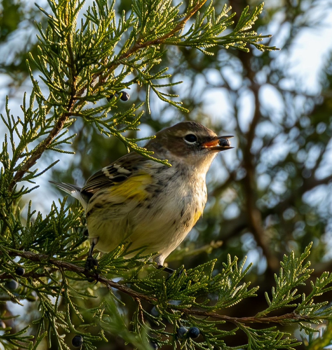 Yellow-rumped Warbler - ML645384520