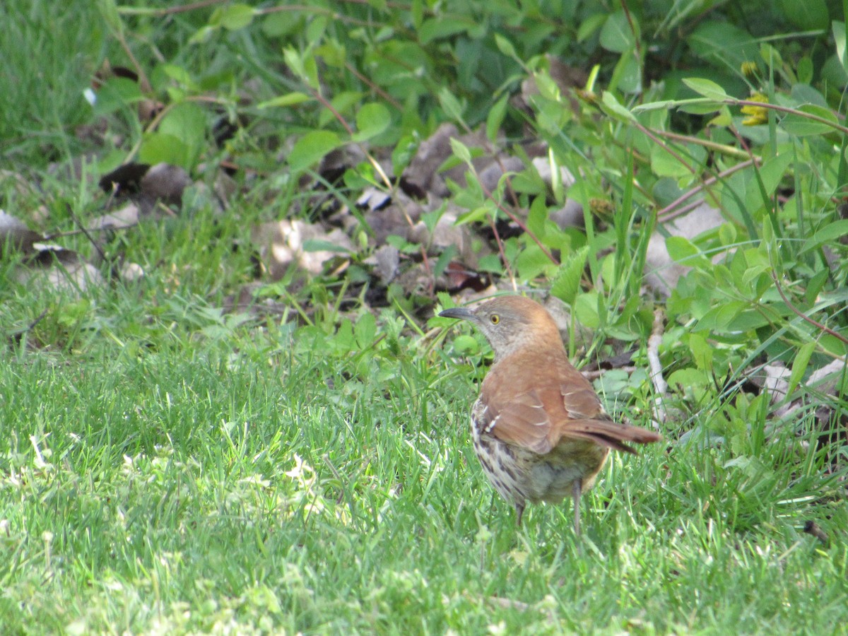 Kuitlakotxe gorrizta - ML645384521