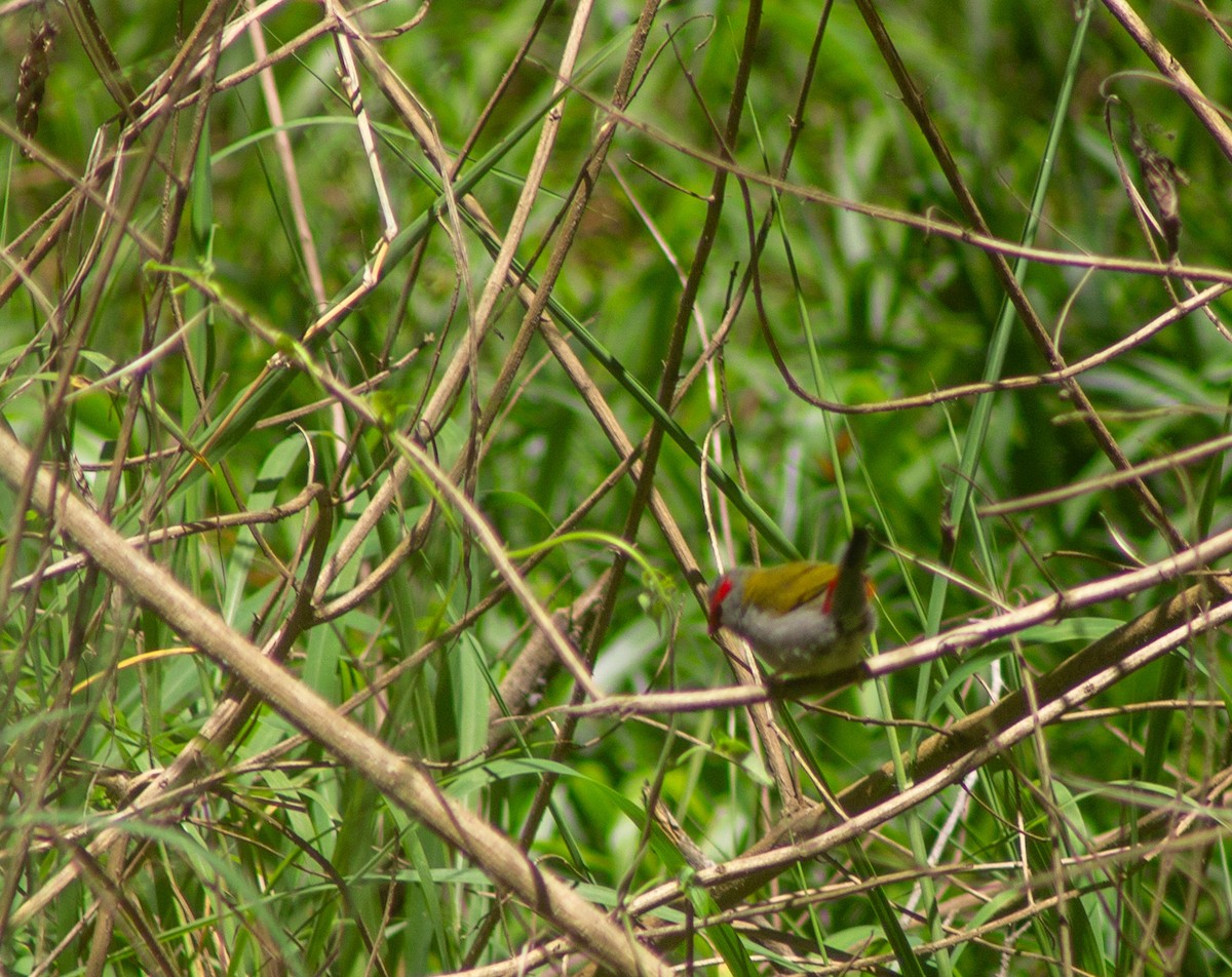 Red-browed Firetail - ML645384523