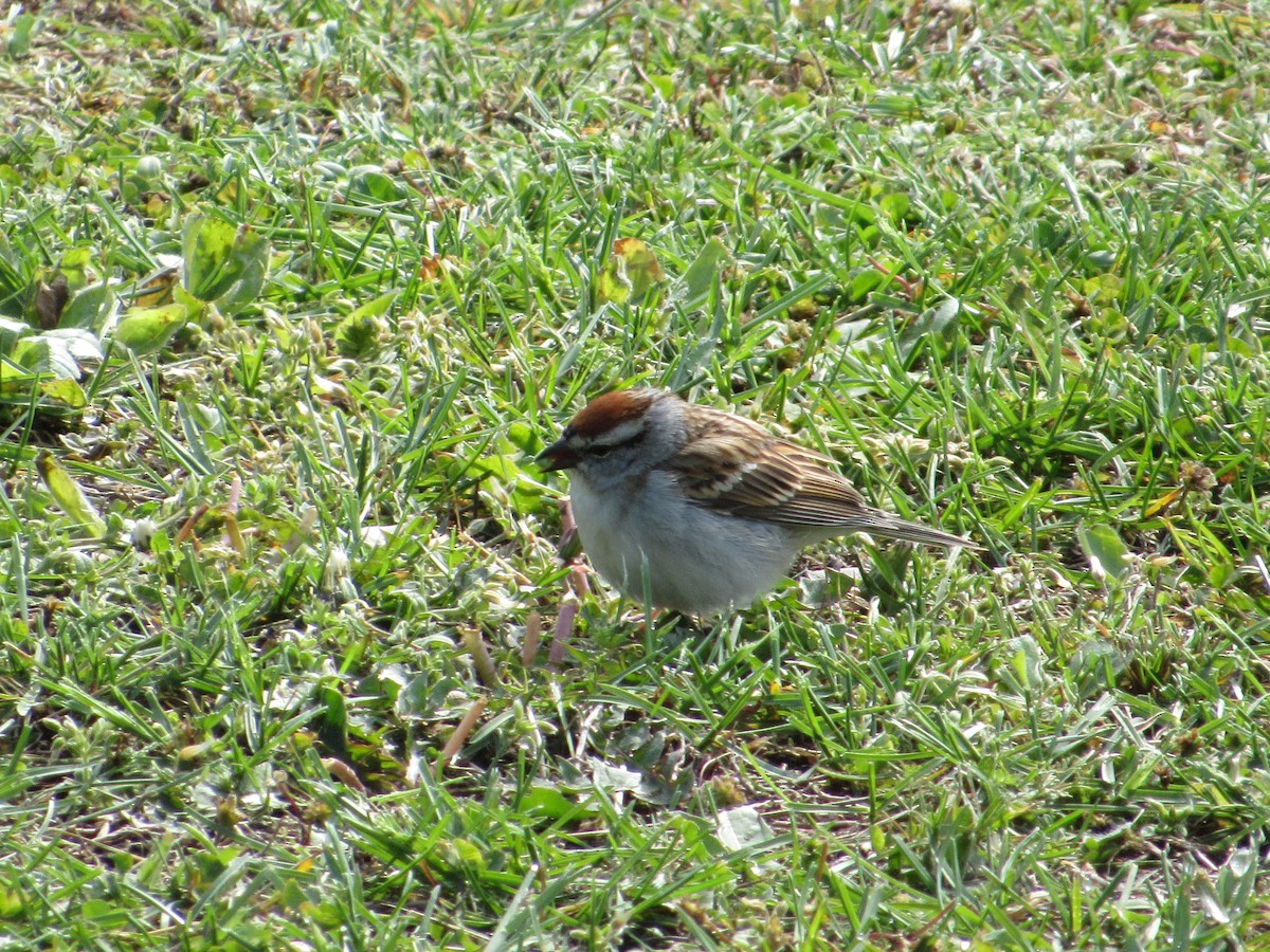 Chipping Sparrow - ML645384524