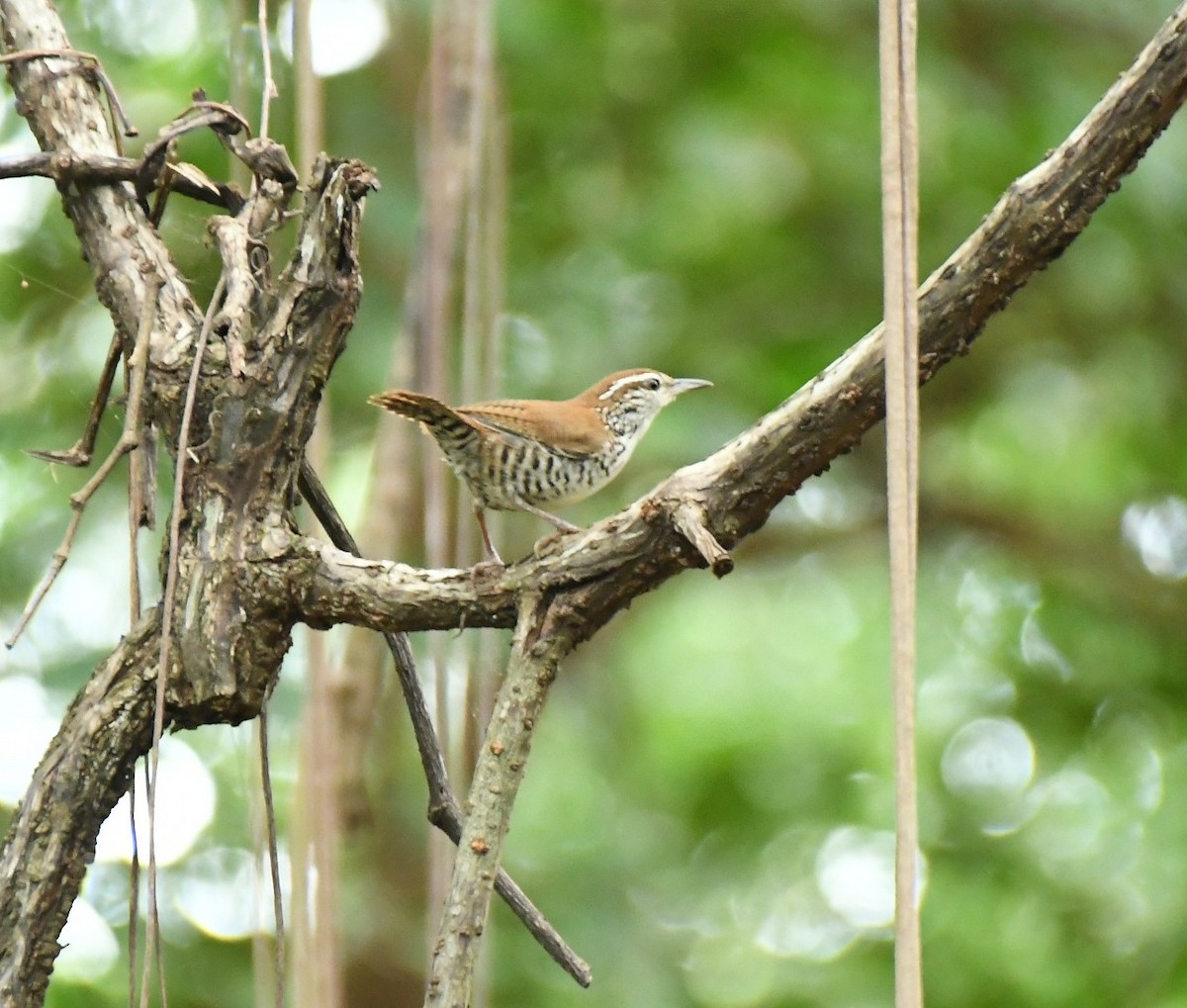 Banded Wren - ML645384525