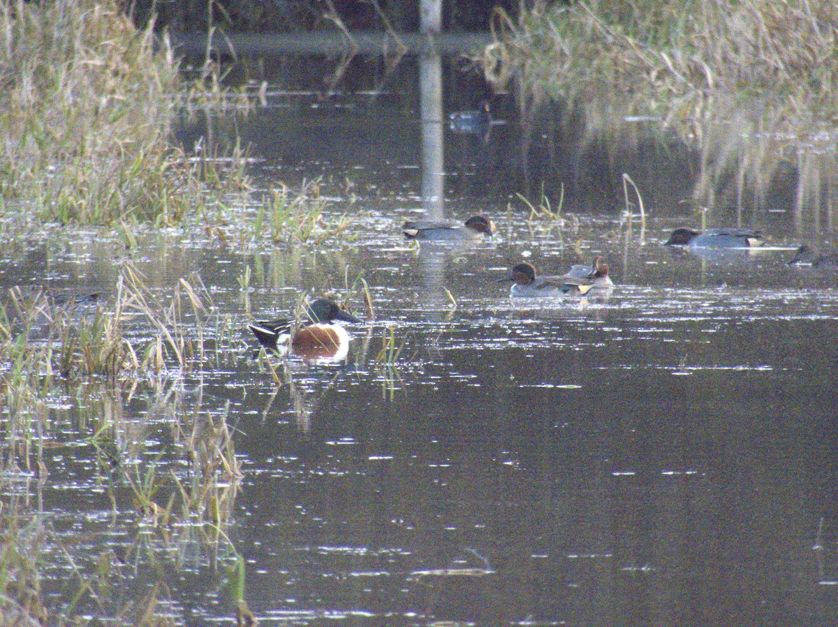 Ahate mokozabal zuria - ML645384526