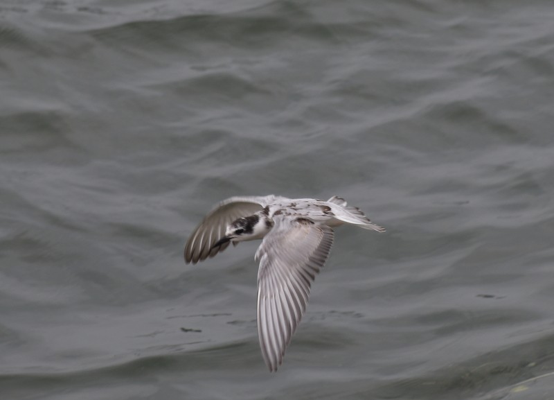 Itsas enara musuzuria - ML645384528