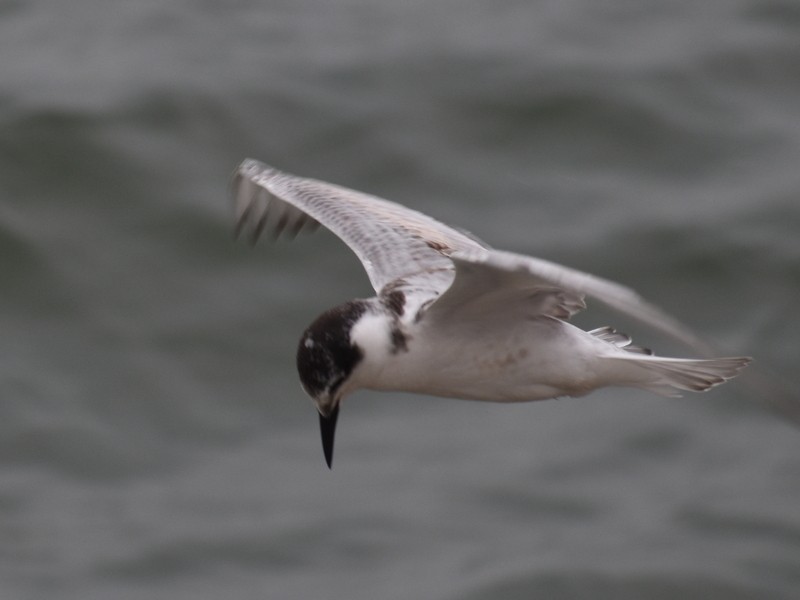 Itsas enara musuzuria - ML645384529