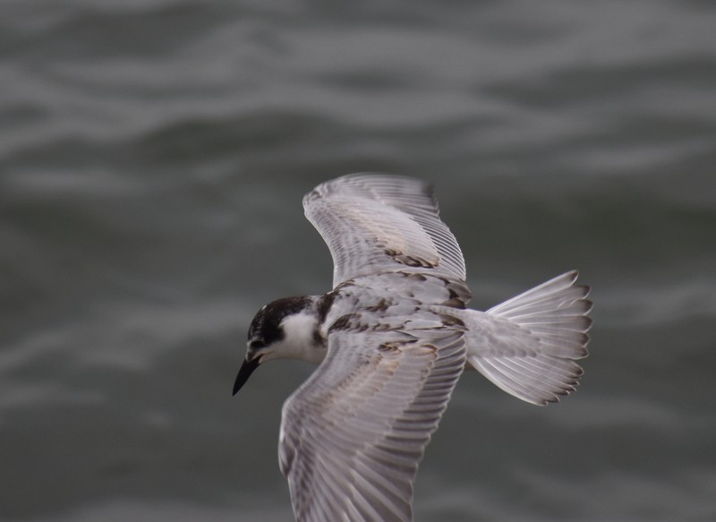 Itsas enara musuzuria - ML645384530