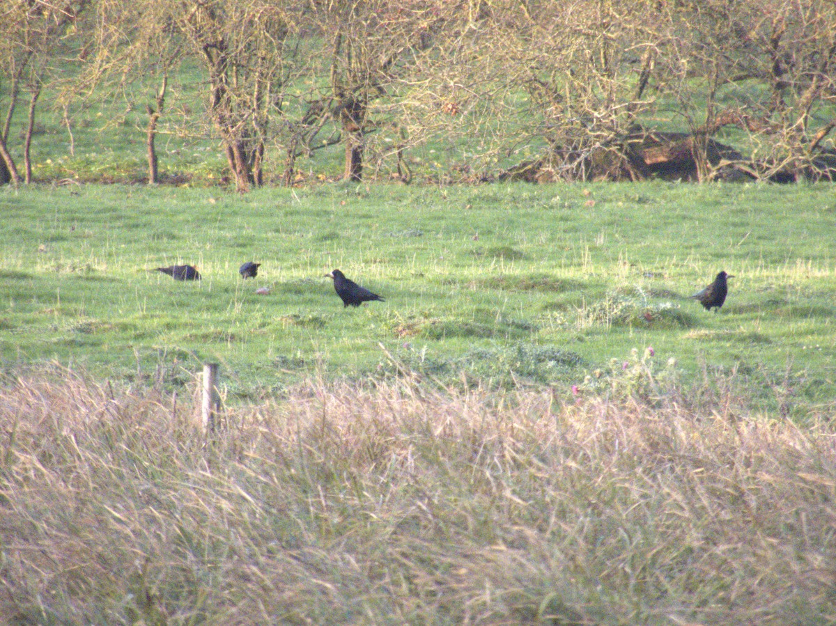 Ipar-belea - ML645384532