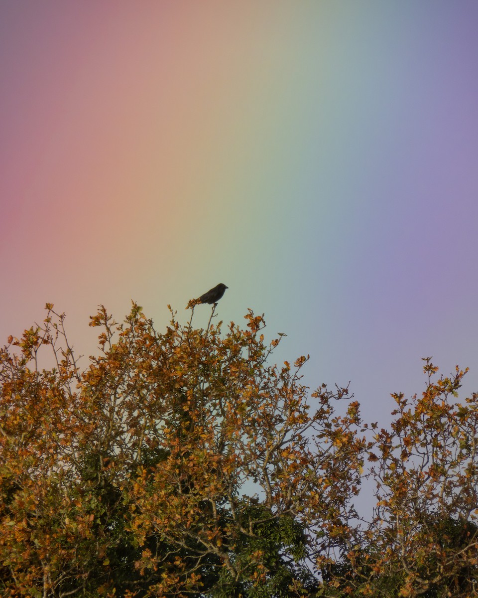 Belabeltza - ML645384534