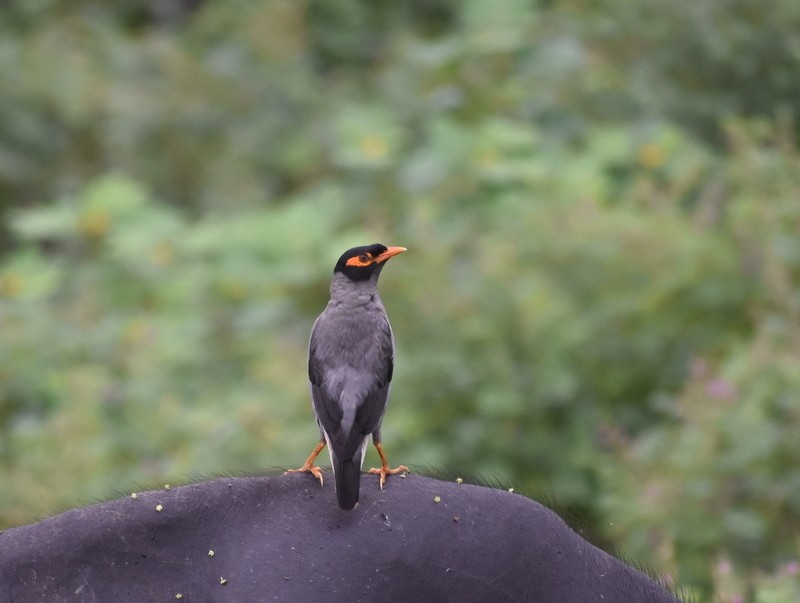 Bank Myna - ML645384535