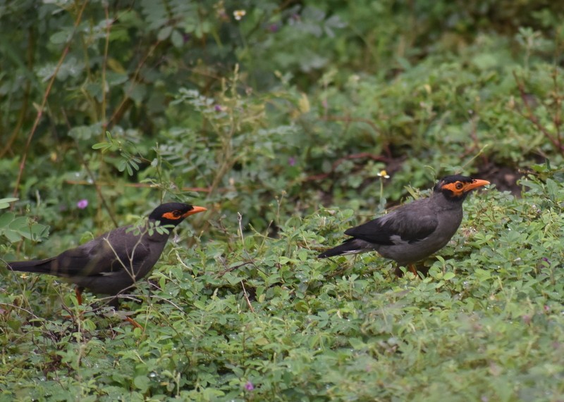 Bank Myna - ML645384536