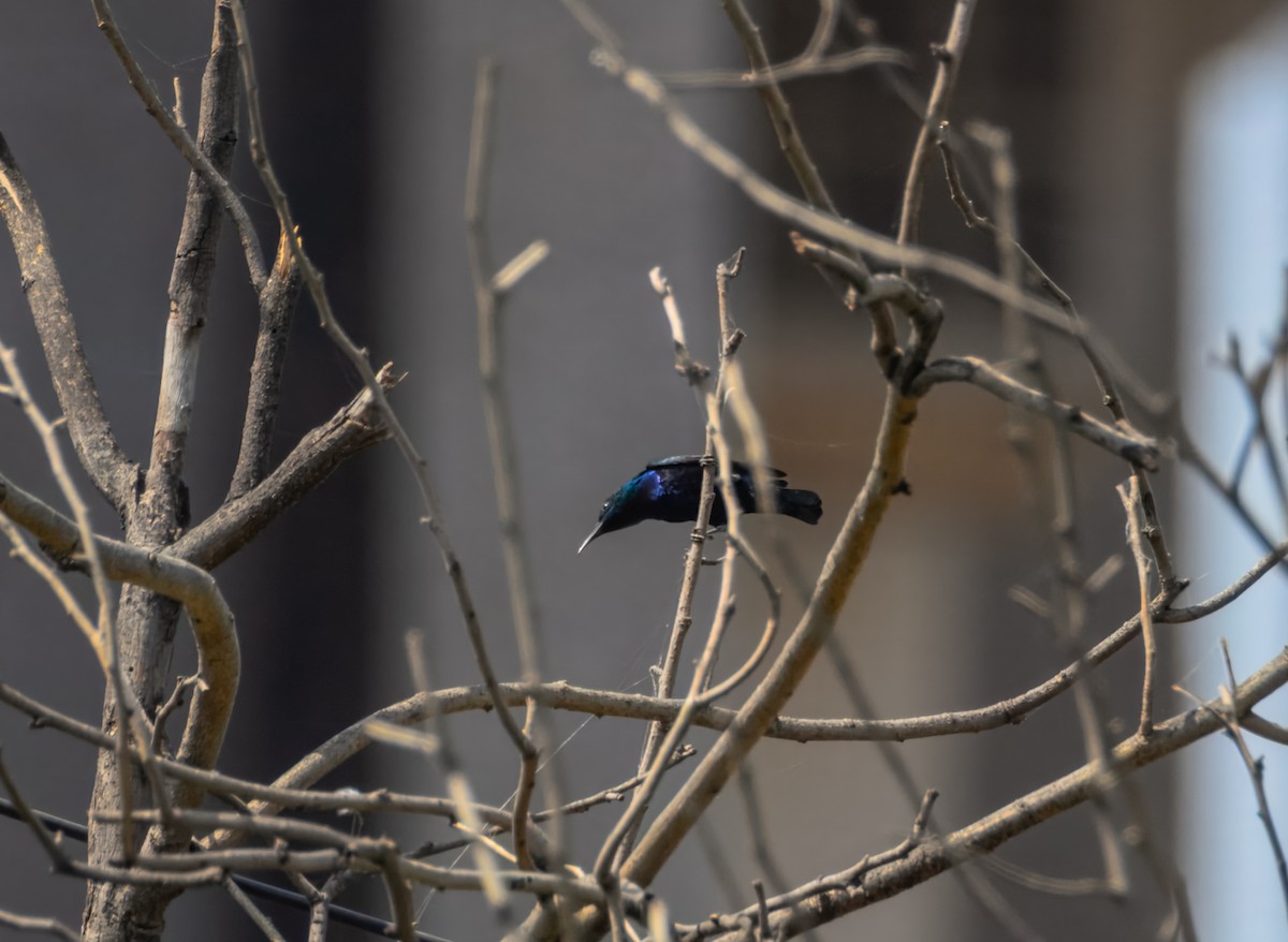 Purple Sunbird - ML645384538