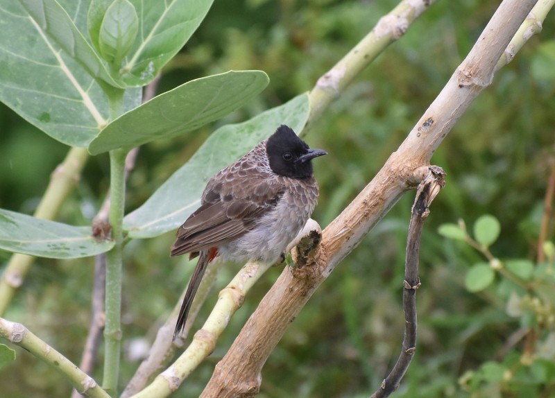 Bulbul ipurgorria - ML645384539
