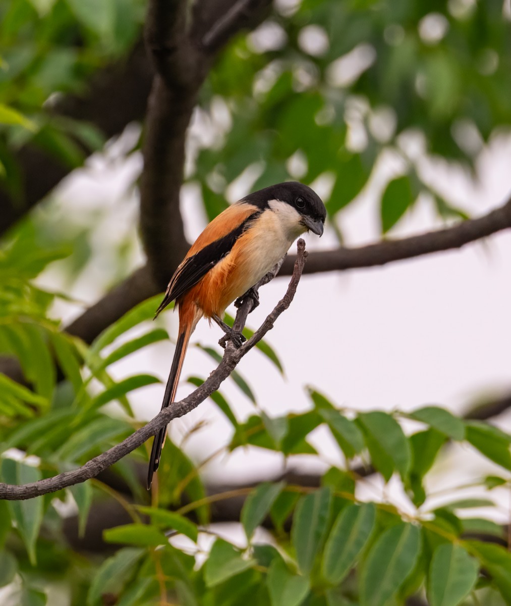 Antzandobi isats-luzea - ML645384540