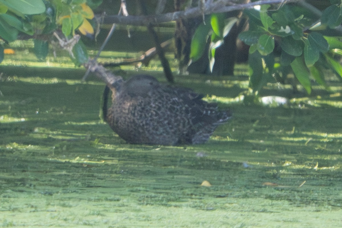 Ahate mokozabal hegoafrikarra - ML645384541