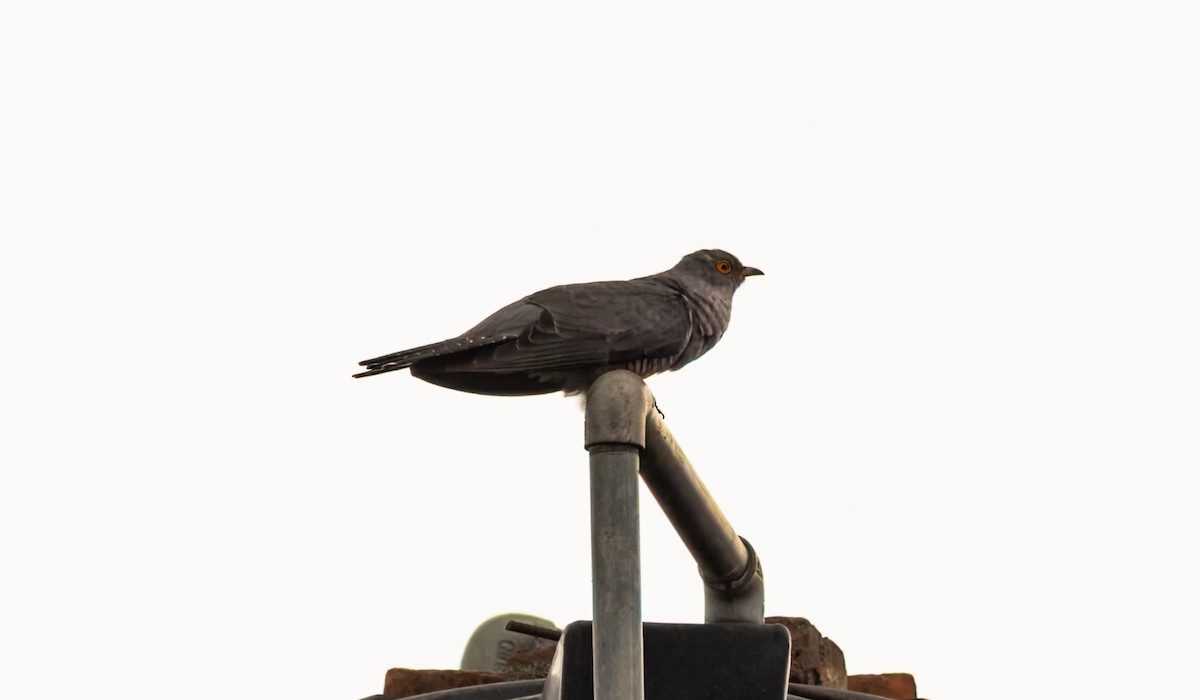 Kuku eurasiarra - ML645384542