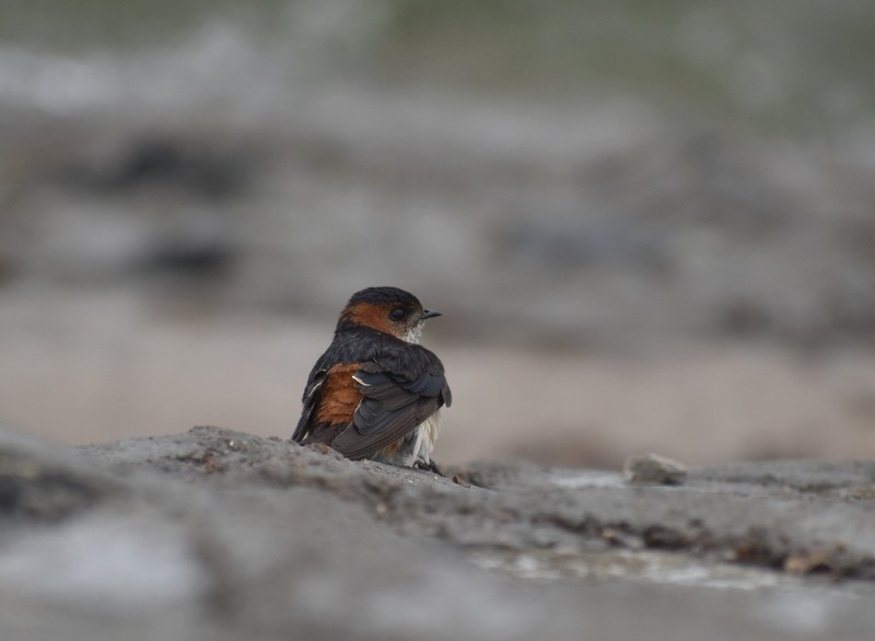 Enara ipurgorri ekialdetarra - ML645384545