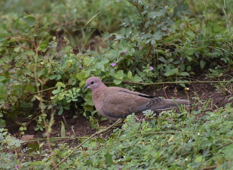 Usapal senegaldarra - ML645384549