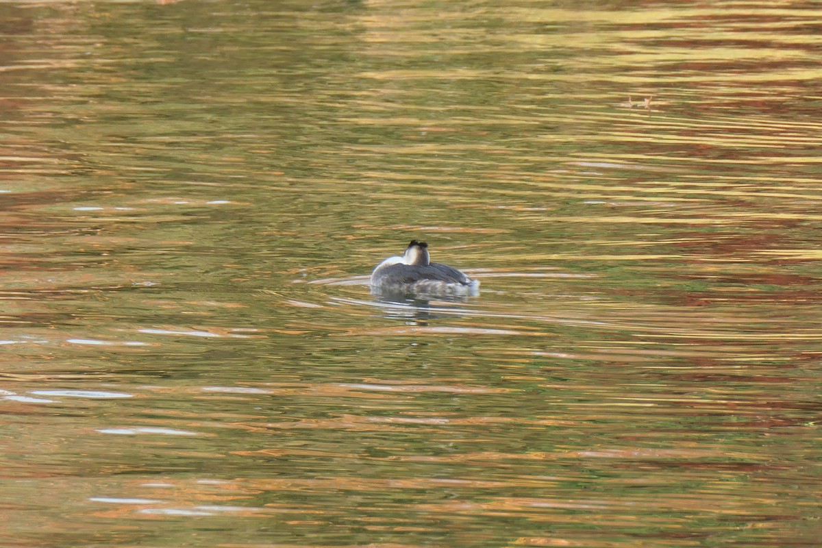 Murgil mottoduna - ML645384551