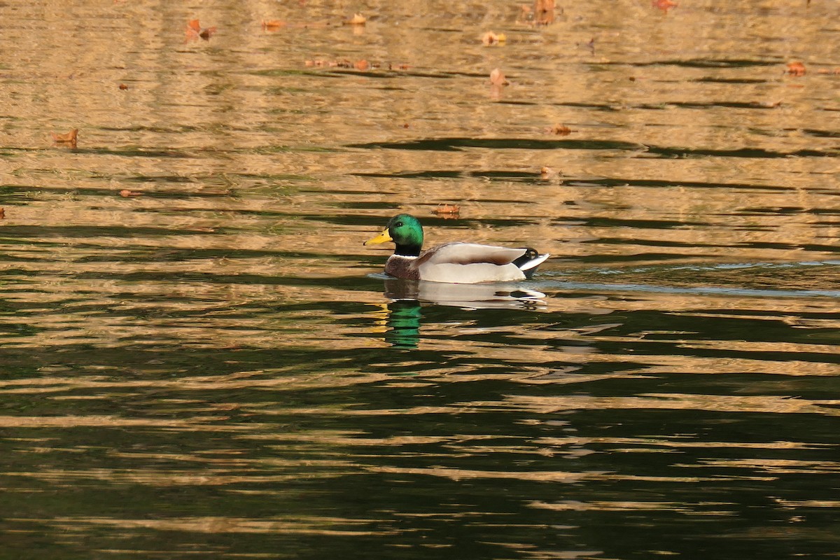 Basahatea - ML645384552