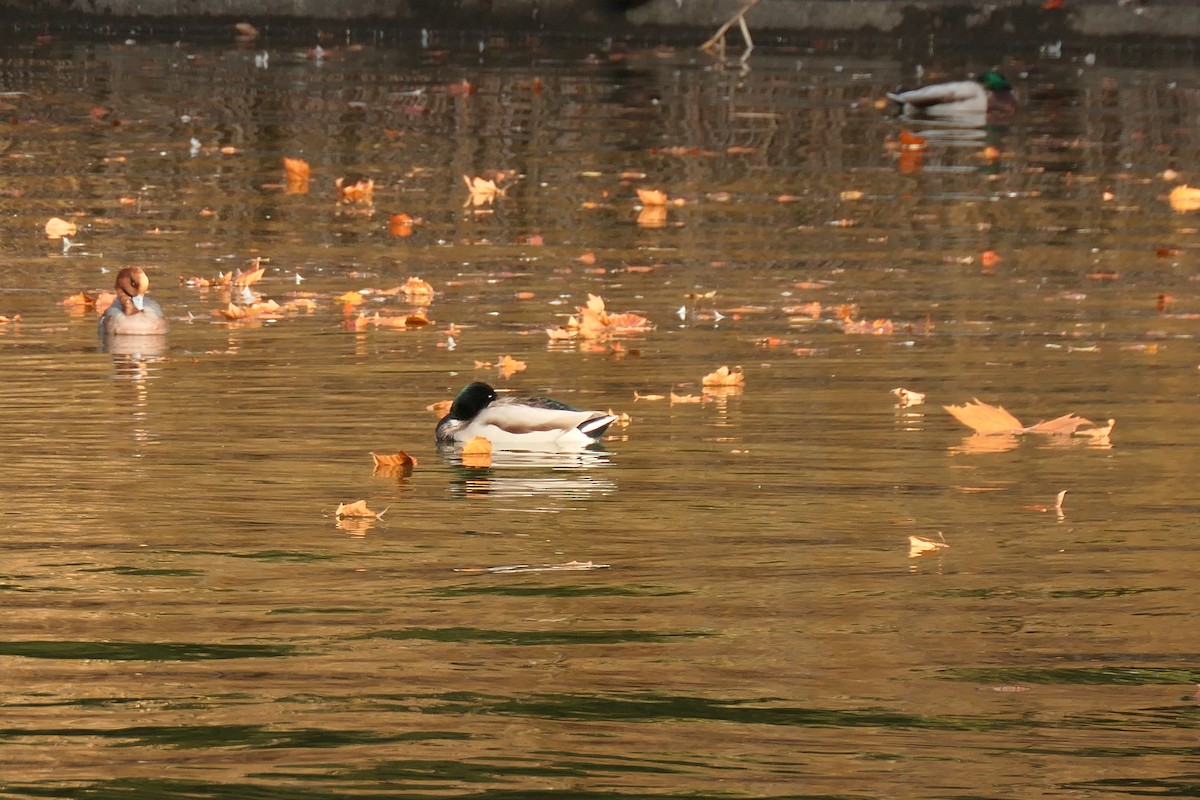 Eurasian Wigeon - ML645384553