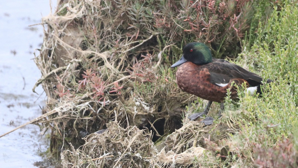 Chestnut Teal - ML645384614