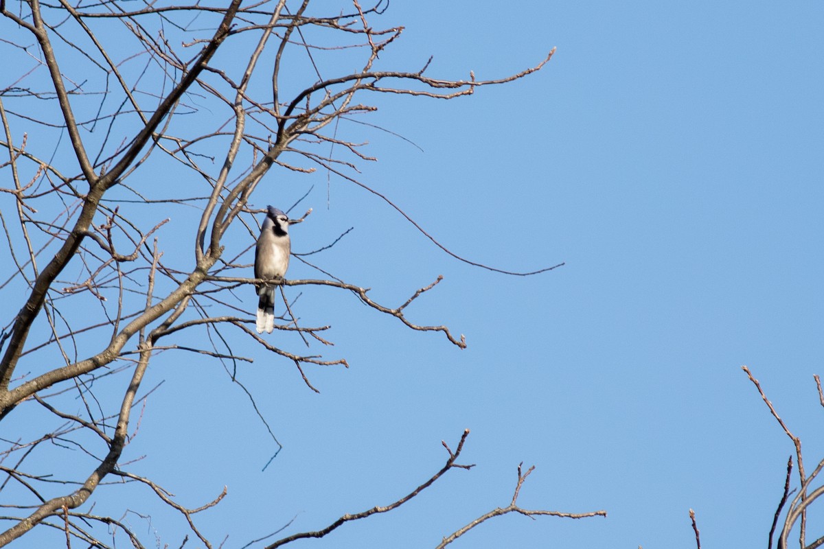 Blue Jay - ML645384615