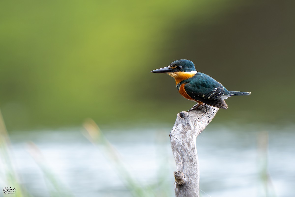 American Pygmy Kingfisher - ML645384637