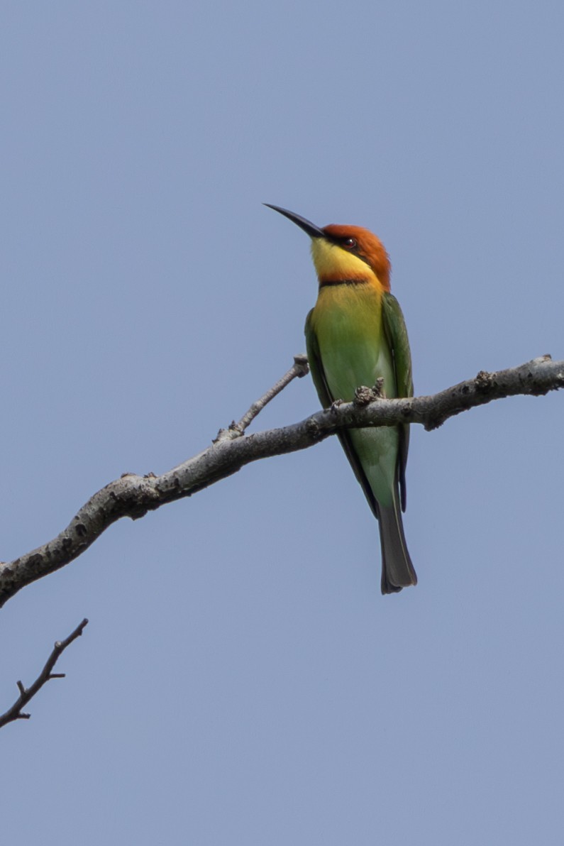 Chestnut-headed Bee-eater - ML645384647