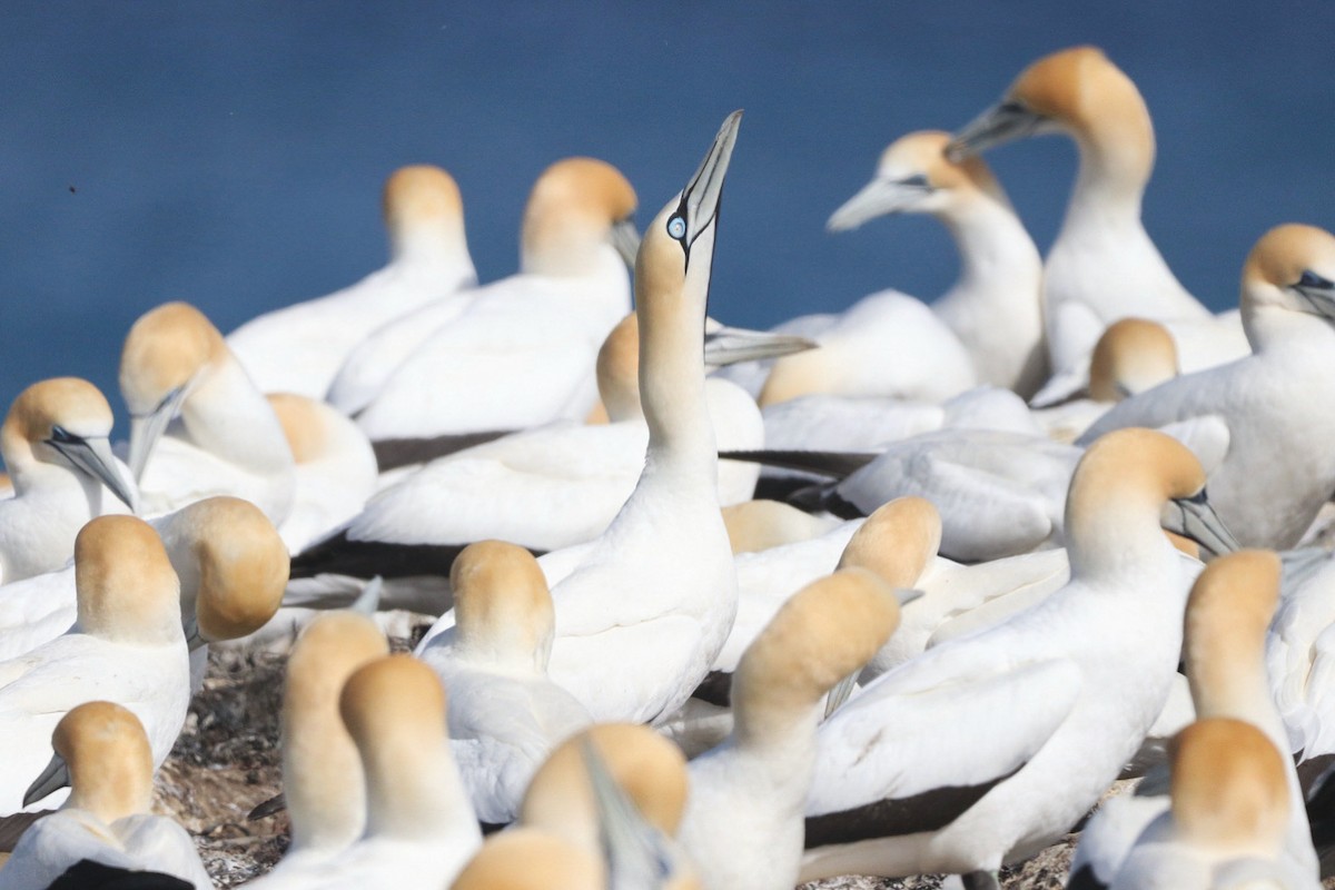 Cape Gannet - ML645384648