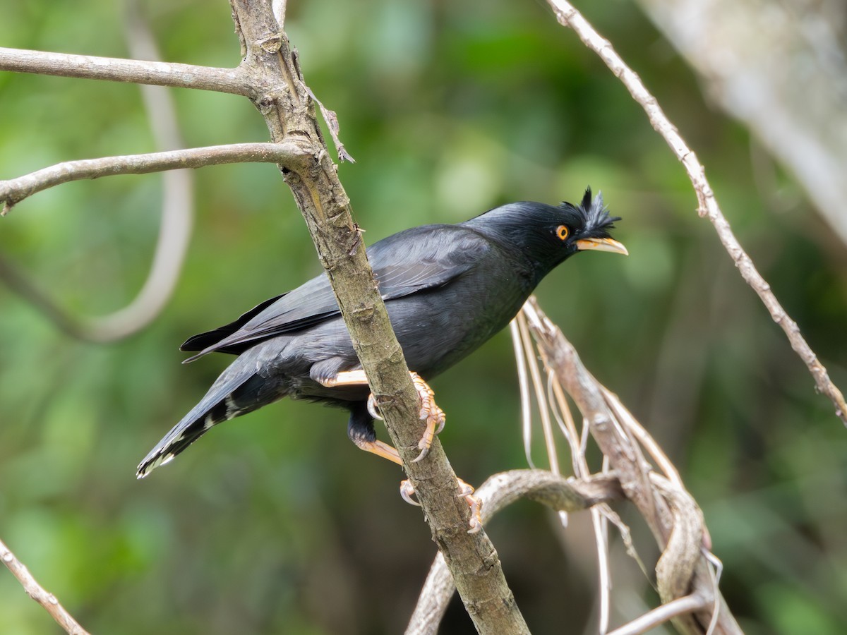 Crested Myna - ML645384649