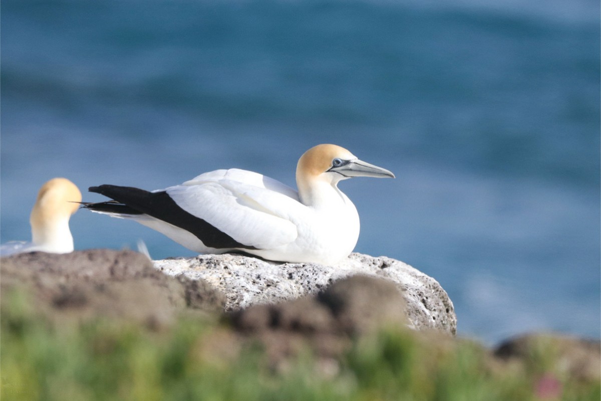 Australasian Gannet - ML645384654