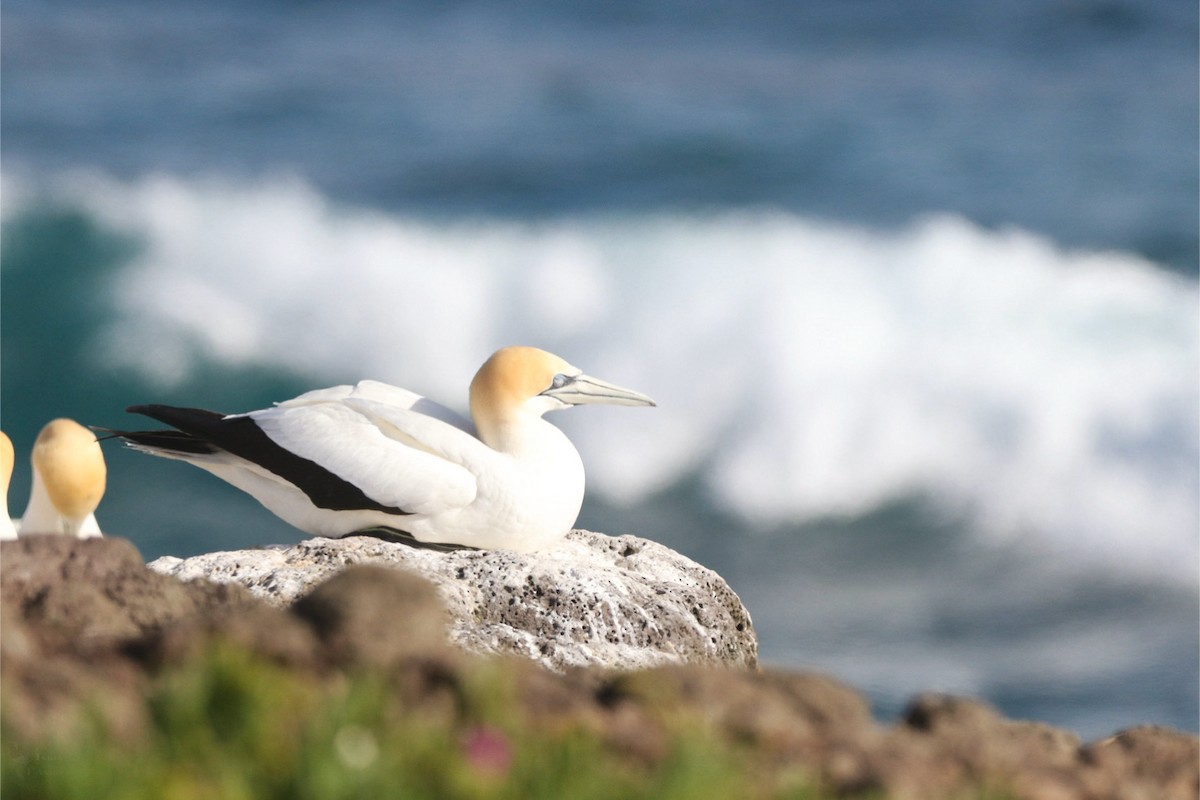 Australasian Gannet - ML645384655
