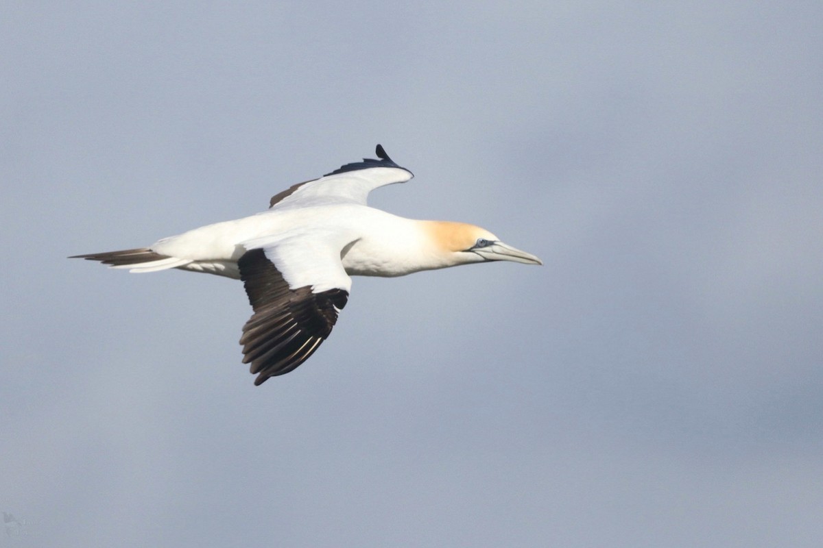 Australasian Gannet - ML645384656