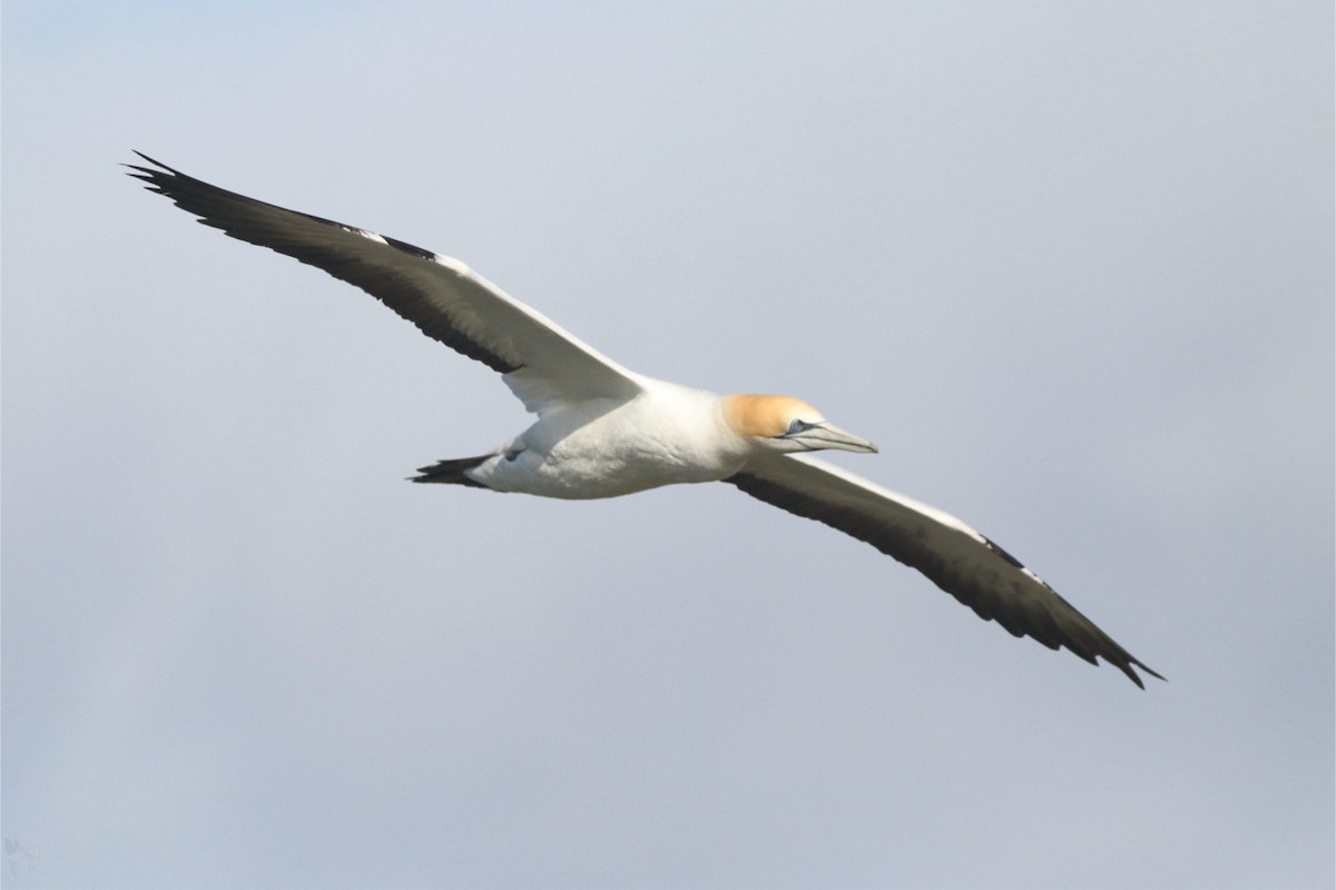 Australasian Gannet - ML645384657