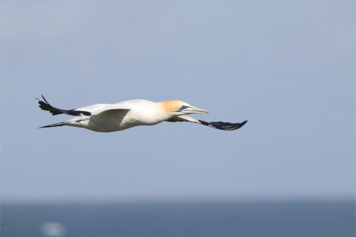 Australasian Gannet - ML645384658