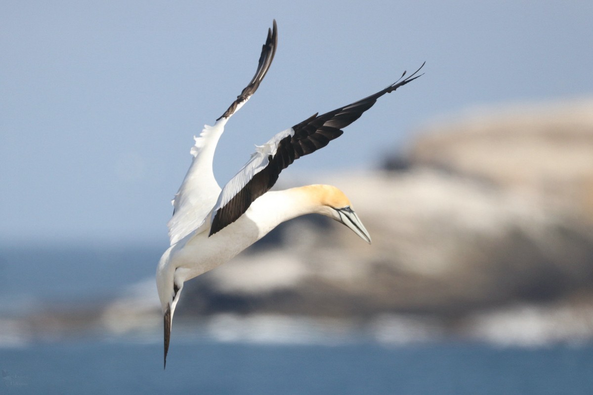 Australasian Gannet - ML645384659