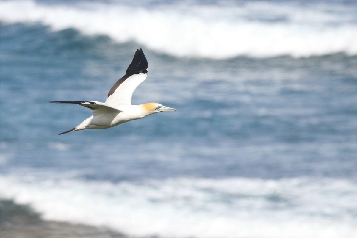 Australasian Gannet - ML645384660