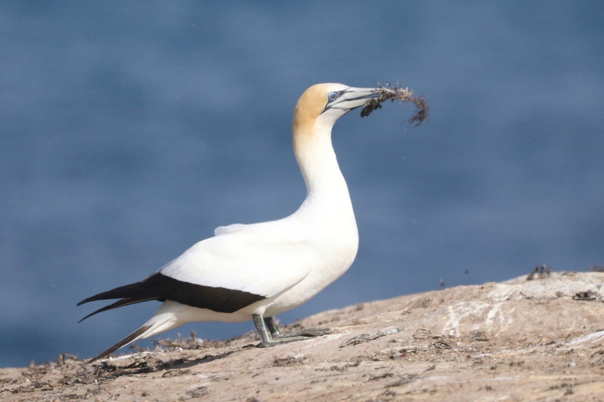 Australasian Gannet - ML645384661