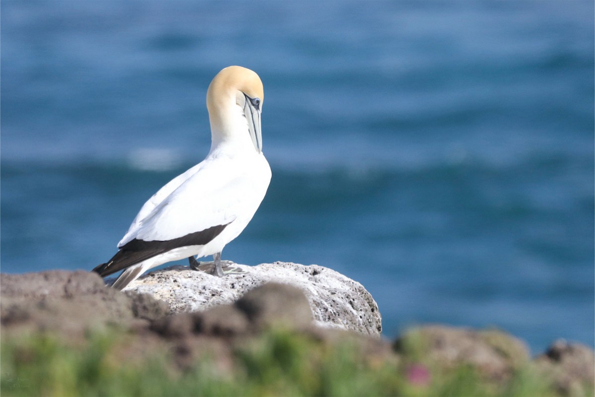 Australasian Gannet - ML645384662