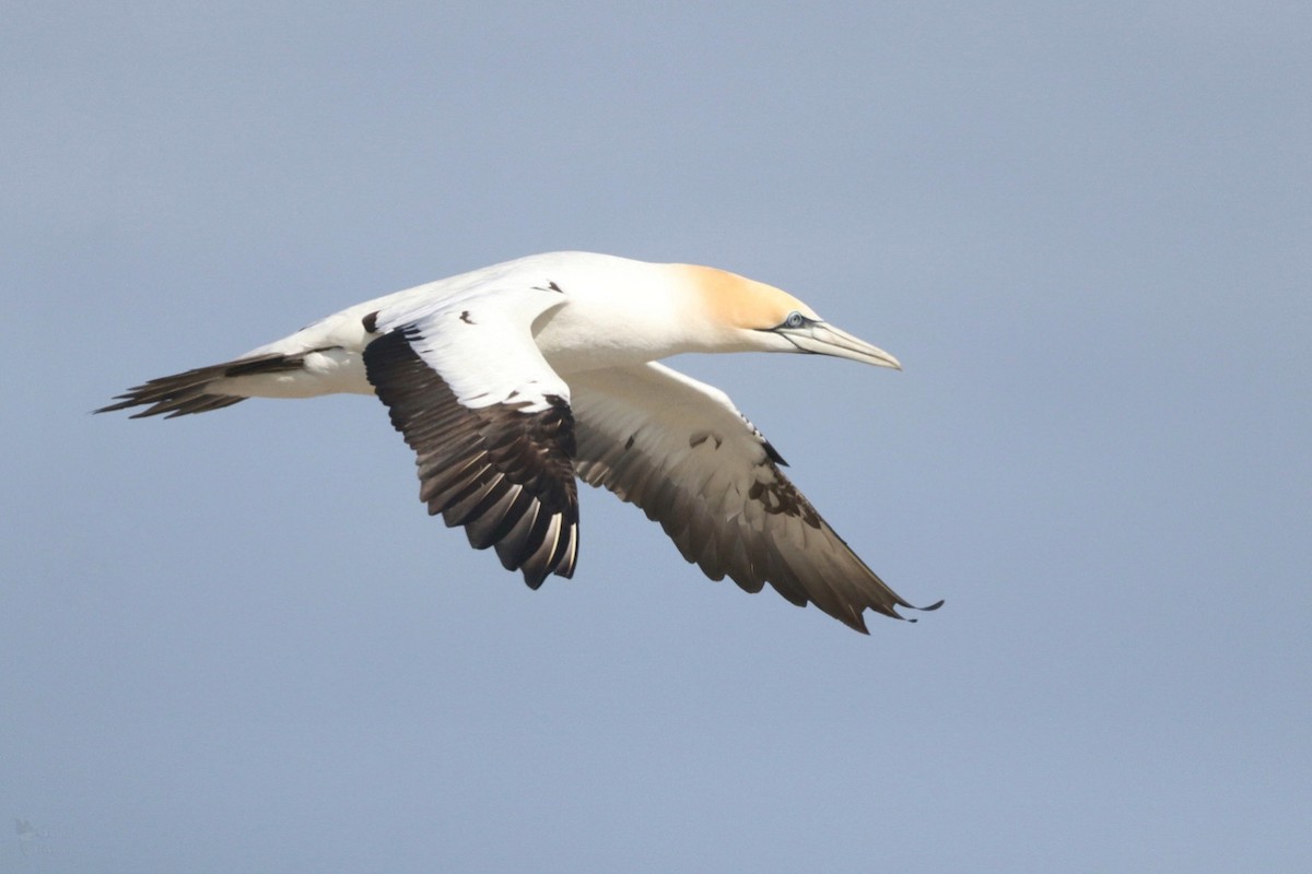 Australasian Gannet - ML645384663
