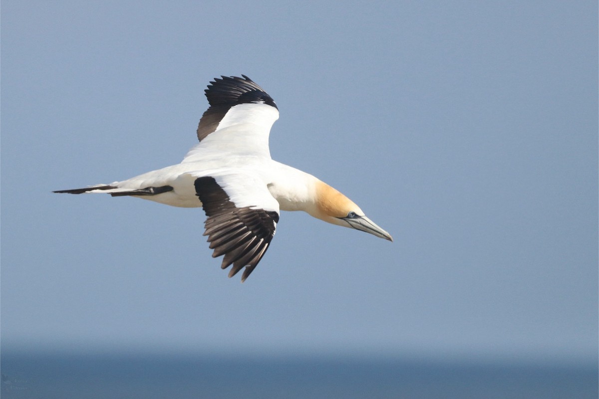 Australasian Gannet - ML645384664