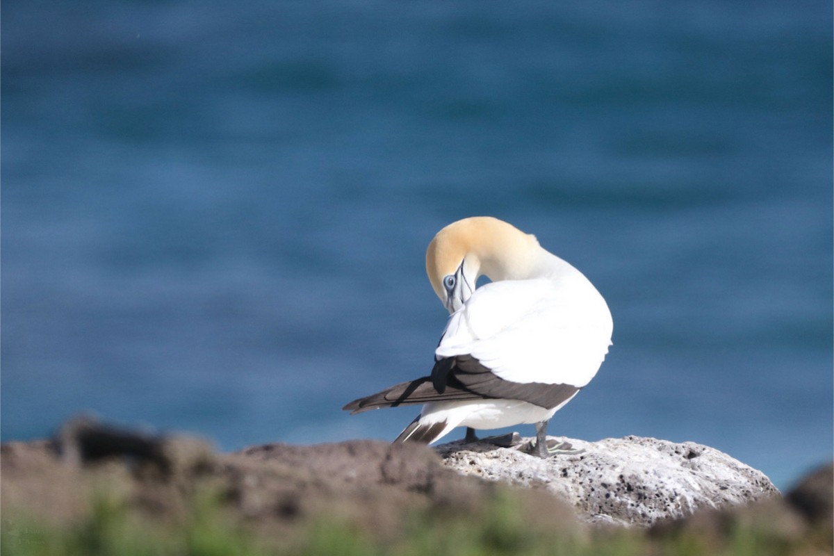 Australasian Gannet - ML645384665