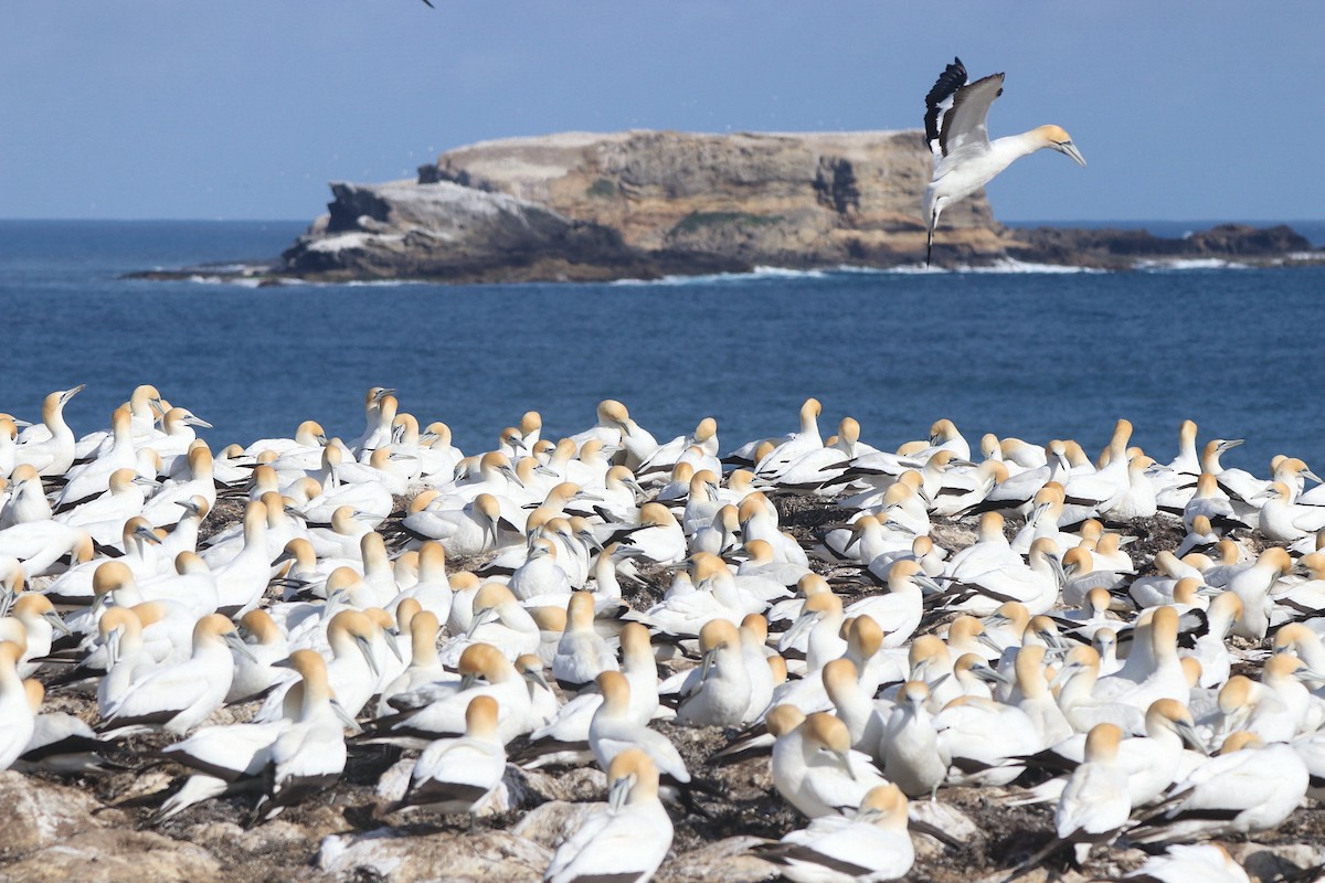 Australasian Gannet - ML645384666