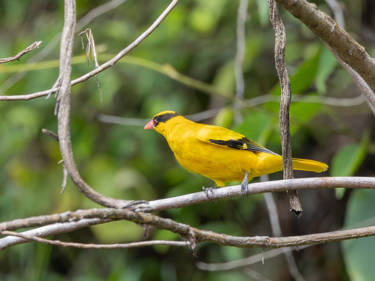 Black-naped Oriole - ML645384667