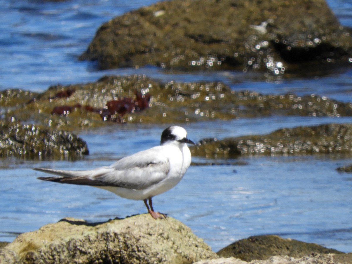 Common Tern - ML645384671